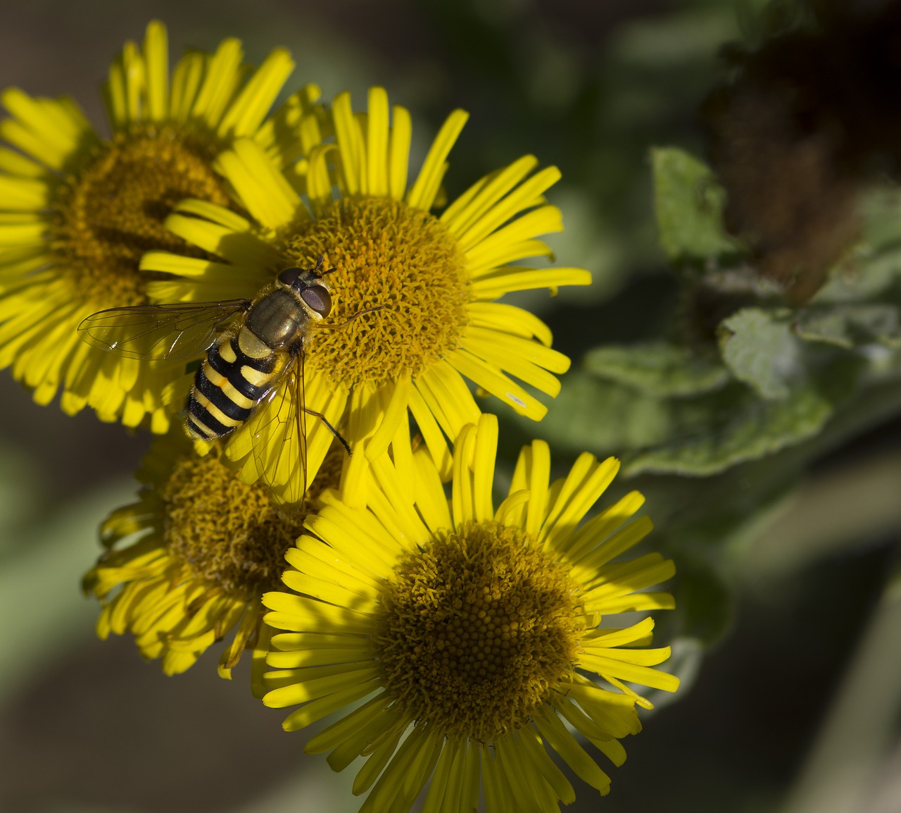 Gėlė, Vabzdžiai, Hoverfly, Gamta, Geltona, Laukiniai, Nemokamos Nuotraukos,  Nemokama Licenzija