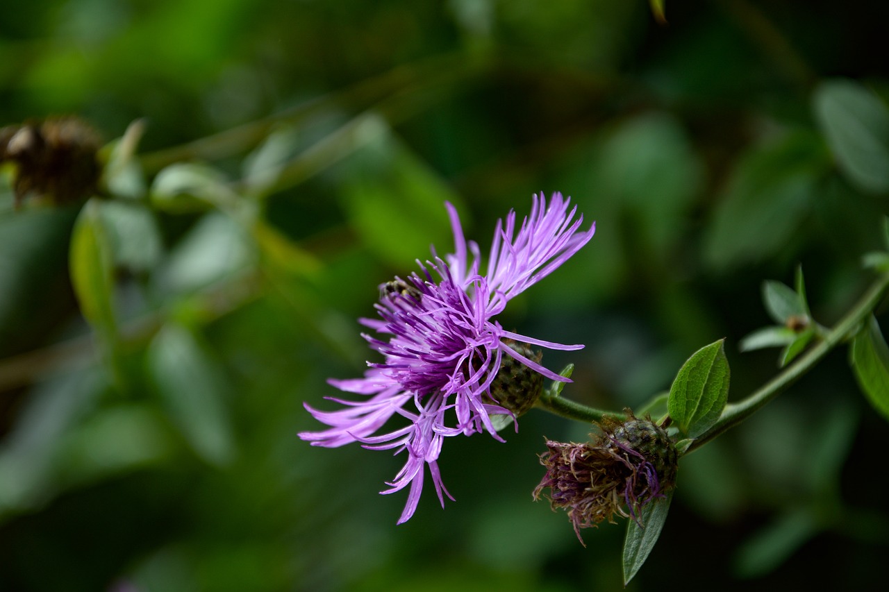 Gėlė, Gamta, Violetinė, Nemokamos Nuotraukos,  Nemokama Licenzija