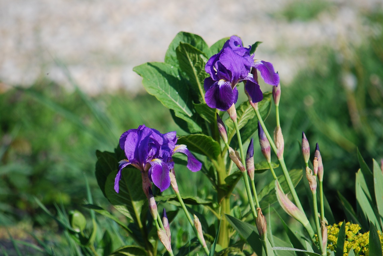 Gėlė, Iris, Violetinė, Gamta, Violetinė, Sodas, Makro, Augalas, Nemokamos Nuotraukos,  Nemokama Licenzija