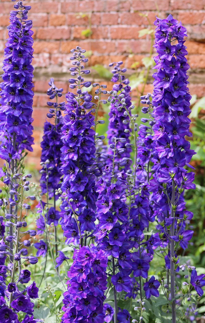 Gėlė, Žydėti, Augalai, Sodas, Delphiniums, Nemokamos Nuotraukos,  Nemokama Licenzija