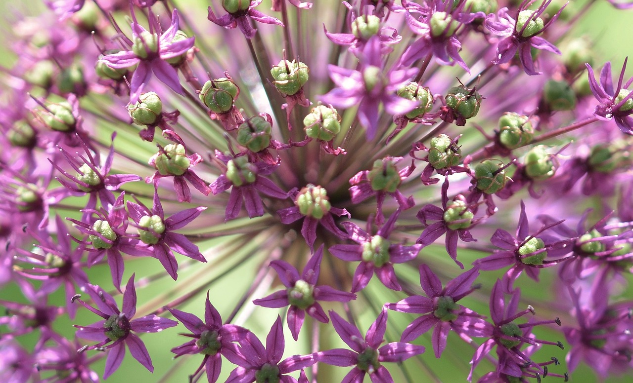 Gėlė, Pistil, Augalas, Žiedas, Gamta, Vasara, Sodas, Žydėti, Žydi, Flora