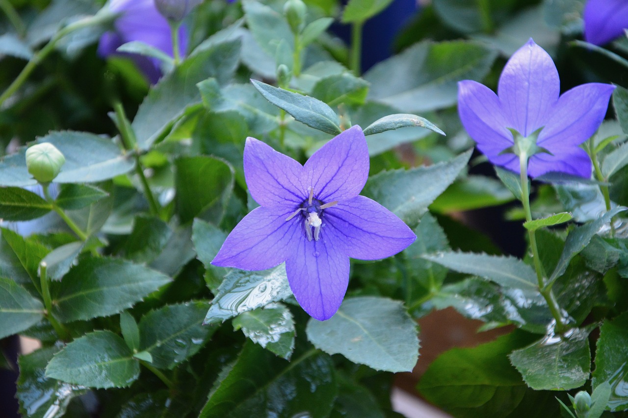 Gėlė, Gėlės Garsiakalbių, Spalva Violetinė, Violetinė, Gamta, Sodas, Purpurinė Gėlė, Nemokamos Nuotraukos,  Nemokama Licenzija