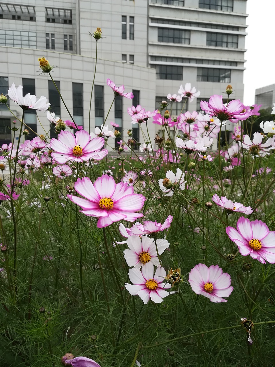 Gėlė, Gėlių Jūra, Campus, Kosmosas, Rudens Angliškai, Grožis, Nemokamos Nuotraukos,  Nemokama Licenzija