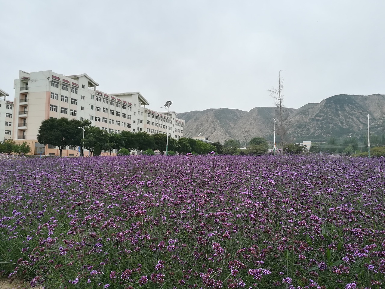 Gėlė, Gėlių Jūra, Campus, Verbena Bonariensis, Violetinė Jano Gėlė, Grožis, Nemokamos Nuotraukos,  Nemokama Licenzija