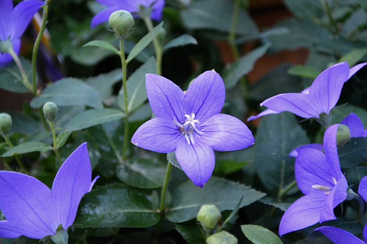 Gėlė, Purpurinės Gėlės, Žali Lapai, Purpurinė Gėlė, Violetinė, Botanika, Žydėjimas, Augalai Žydintys, Spalva Violetinė, Nemokamos Nuotraukos