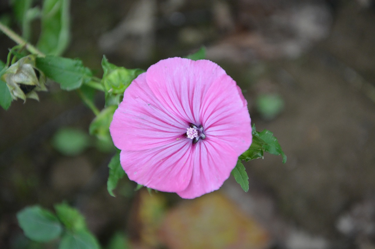 Gėlė, Gėlės, Sodas, Žydėjimas, Purpurinės Gėlės, Gamta, Violetinė, Šalis, Purpurinė Gėlė, Nemokamos Nuotraukos