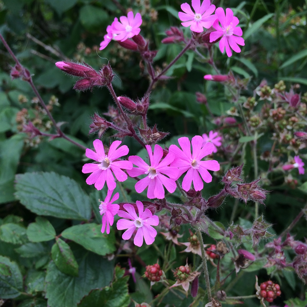 Gėlė, Pinkflowers, Rožinis, Žiedas, Gamta, Žiedlapis, Spalvinga, Nemokamos Nuotraukos,  Nemokama Licenzija