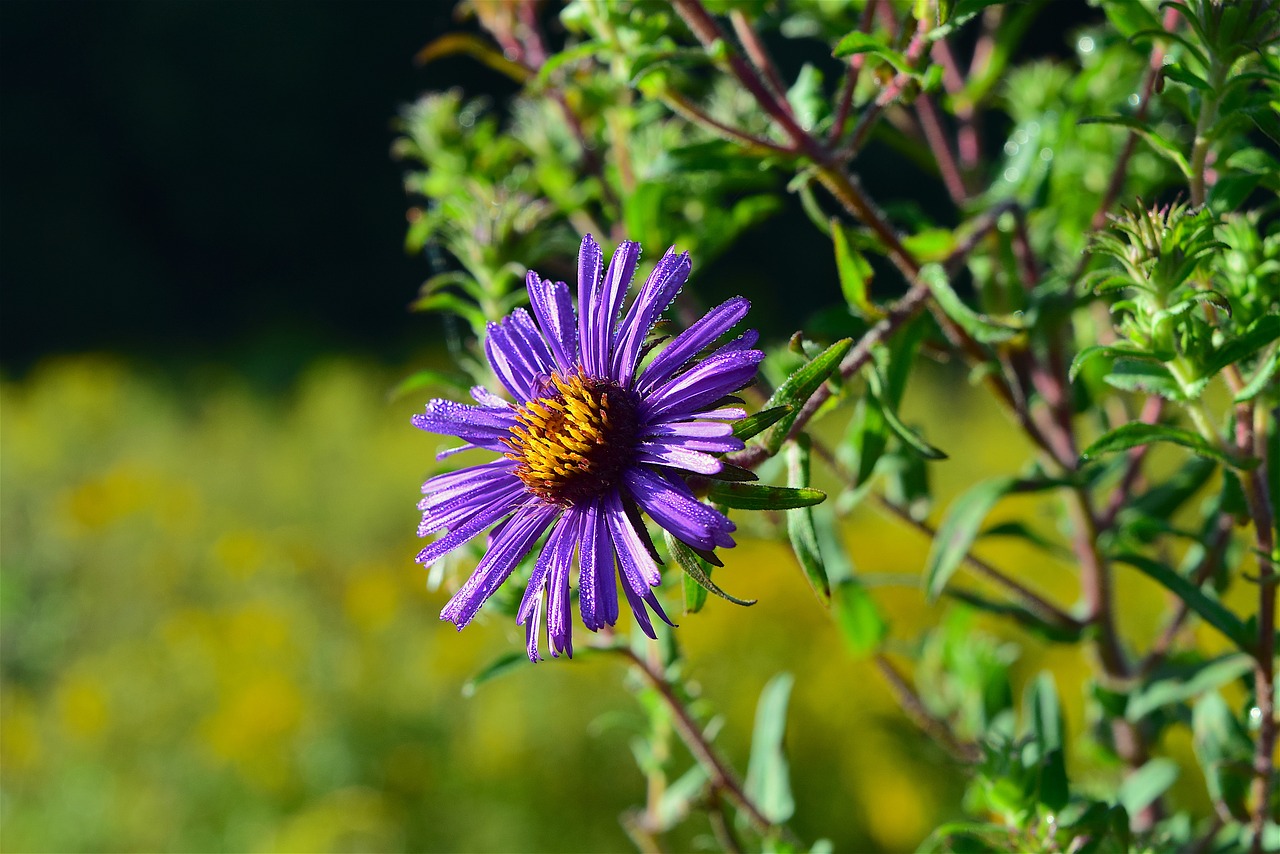 Gėlė, Makro, Violetinė, Rasa, Gamta, Vasara, Žalias, Augalas, Botanika, Žydi