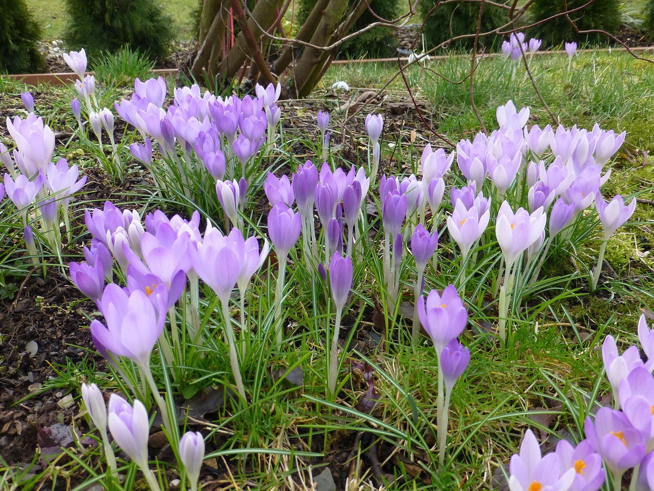 Gėlė, Pavasaris, Violetinė, Crocus, Gėlės, Pavasario Pranašys, Nemokamos Nuotraukos,  Nemokama Licenzija