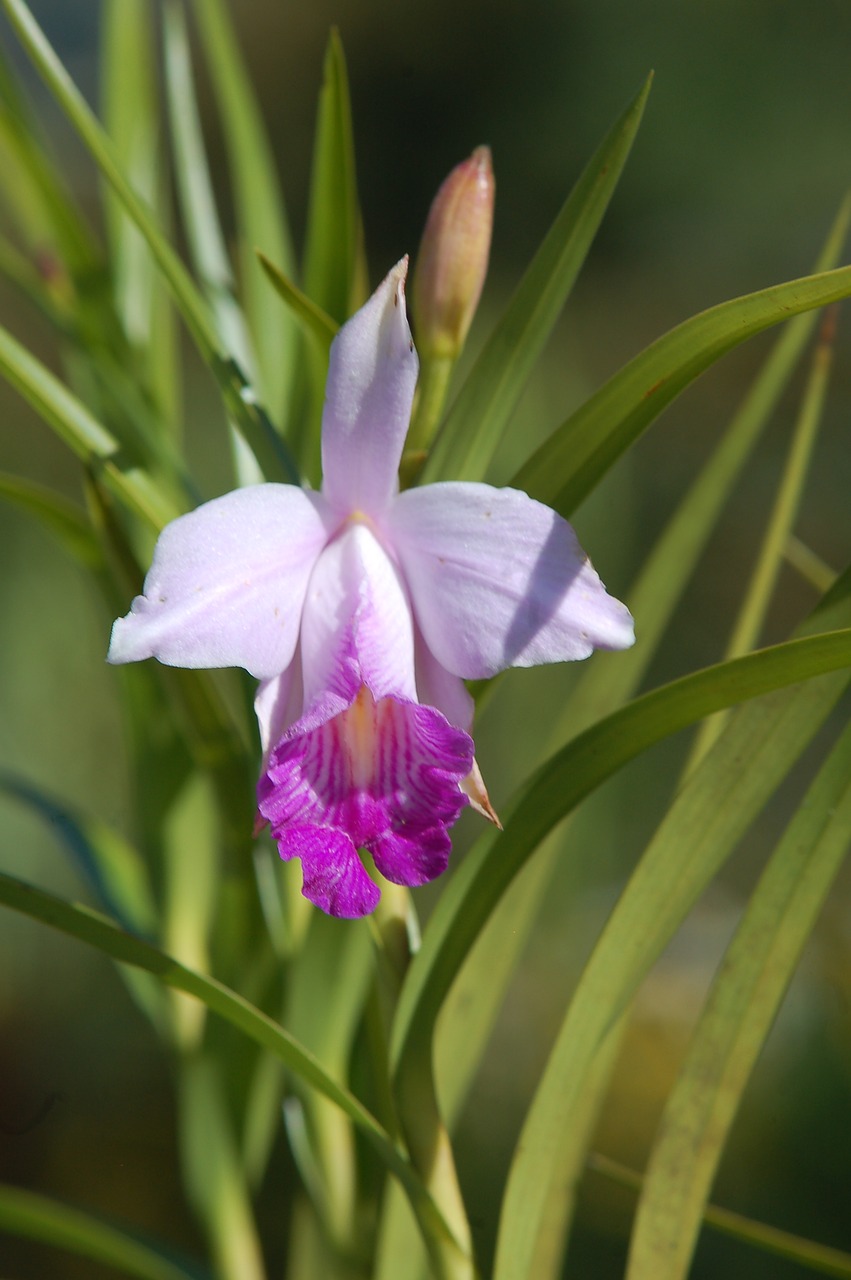 Gėlė, Orchidėja, Gamta, Nemokamos Nuotraukos,  Nemokama Licenzija