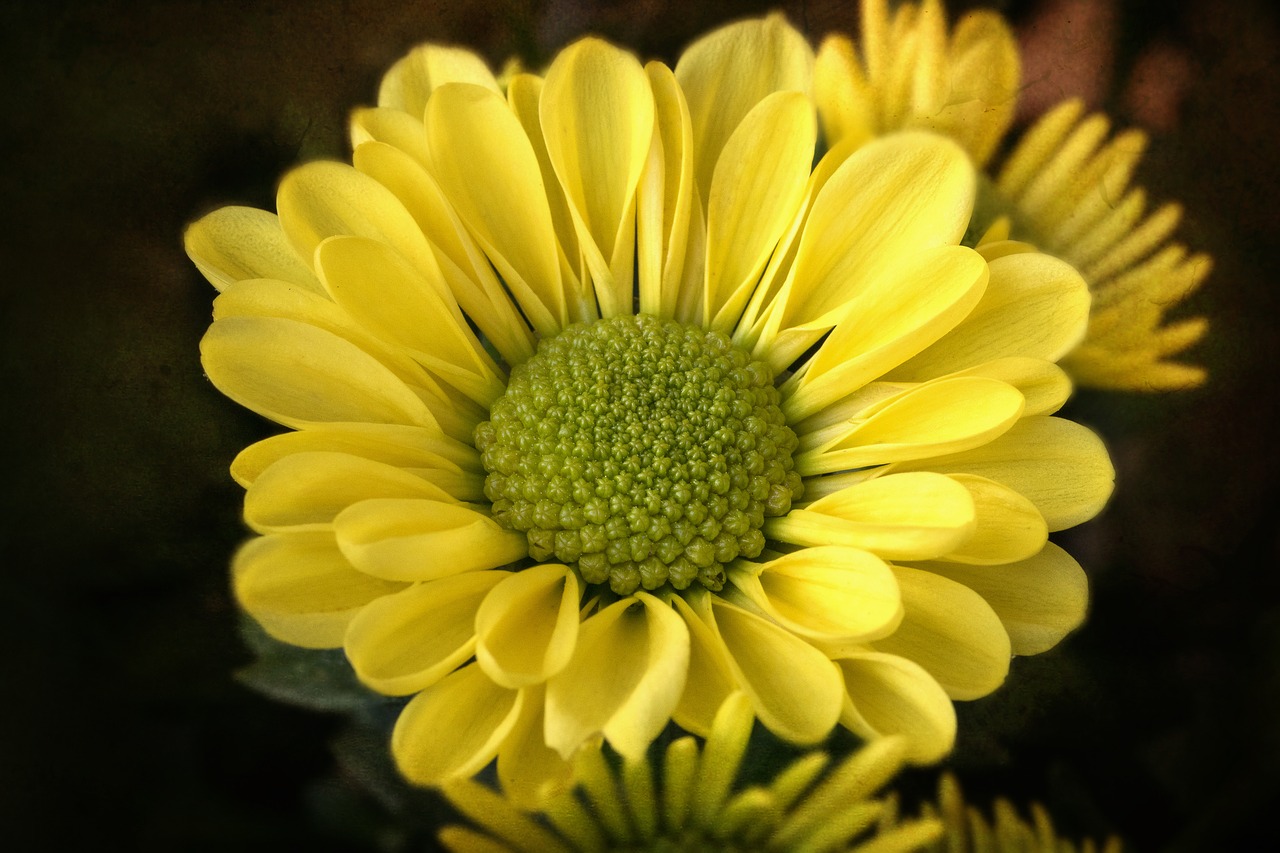 Gėlė, Gamta, Ruduo, Makro, Chrizantema, Žiedas, Žydėti, Kompozitai, Asteraceae, Uždaryti