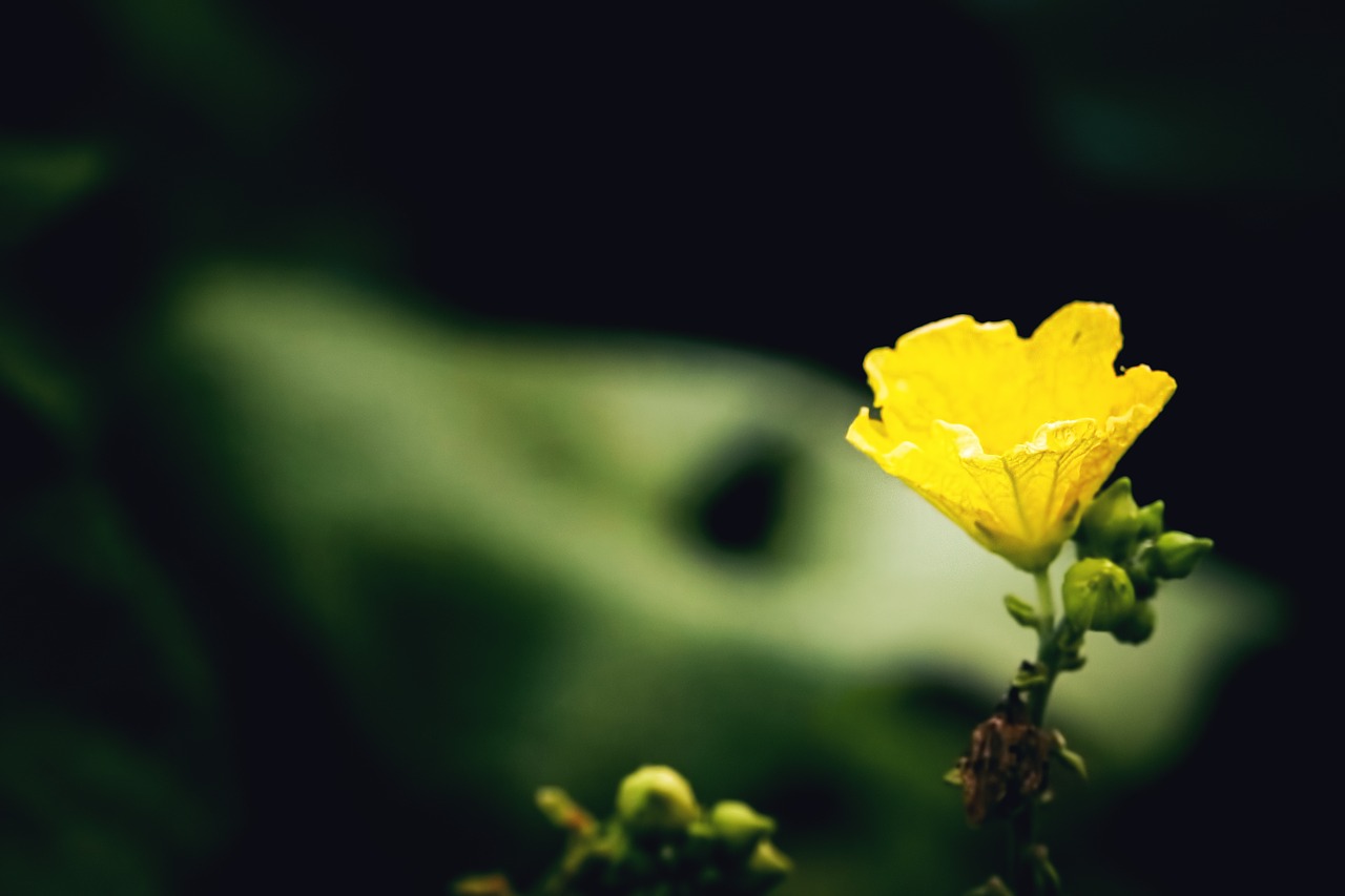 Gėlė, Gamta, Geltona, Nemokamos Nuotraukos,  Nemokama Licenzija