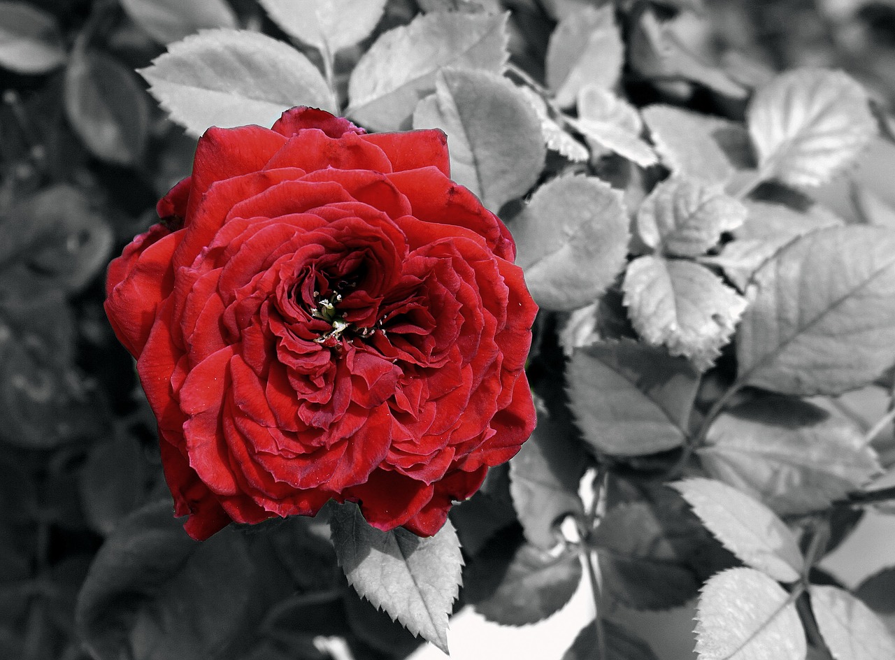 Gėlė, Rosa, Rožinės Žiedlapių, Raudona Roze, Rožinė Atvira, Žiedlapiai, Raudona, Gamta, Spalva, Nemokamos Nuotraukos