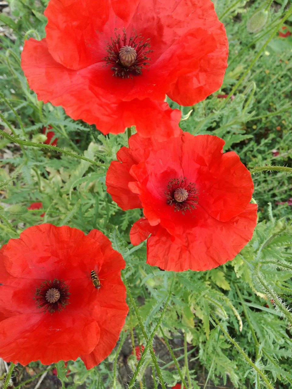 Gėlė, Aguona, Aguonų Pavasaris, Flanders Fields, Augalas, Aguonų Širdis, Žydėti, Laukas, Vasara, Nemokamos Nuotraukos