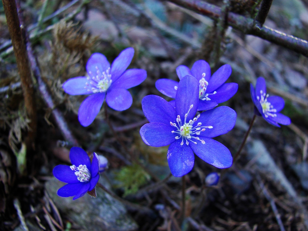 Gėlė, Violetinė, Augalas, Gamta, Flora, Pavasaris, Nemokamos Nuotraukos,  Nemokama Licenzija