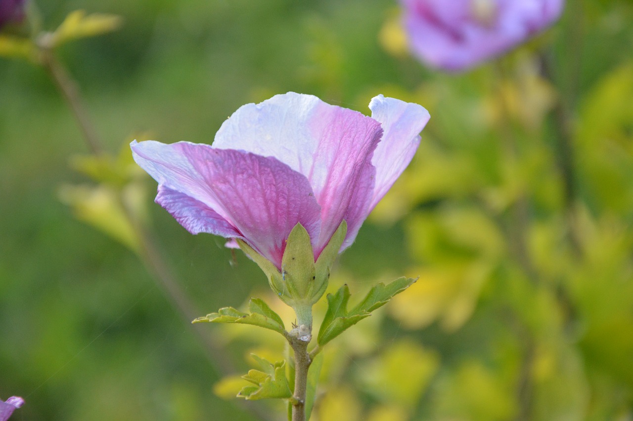 Gėlė, Gėlės, Augalų Hibiscus, Augalų Augalai, Žydintys, Spalva Violetinė, Žydėjimas, Botanika, Šalis, Gamta