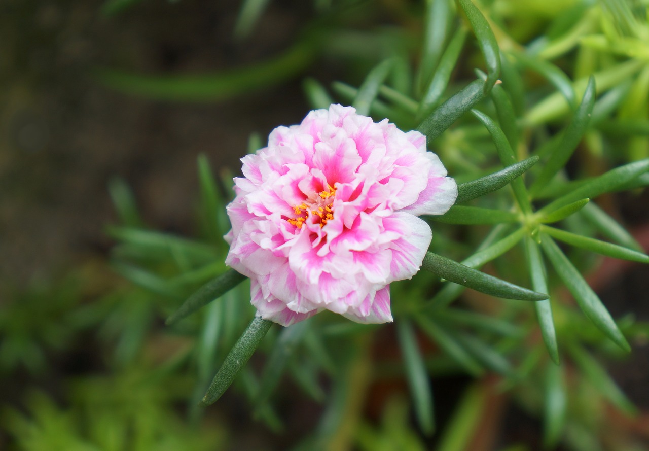 Gėlė, Portulaca, Rožinės Gėlės, Vietnamas, Nemokamos Nuotraukos,  Nemokama Licenzija