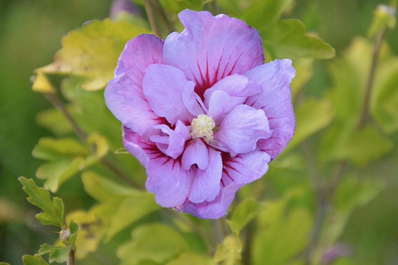 Gėlė, Gėlės Hibiscus, Gamta, Botanika, Žydėjimas, Šalis, Laukas, Žali Lapai, Nemokamos Nuotraukos,  Nemokama Licenzija