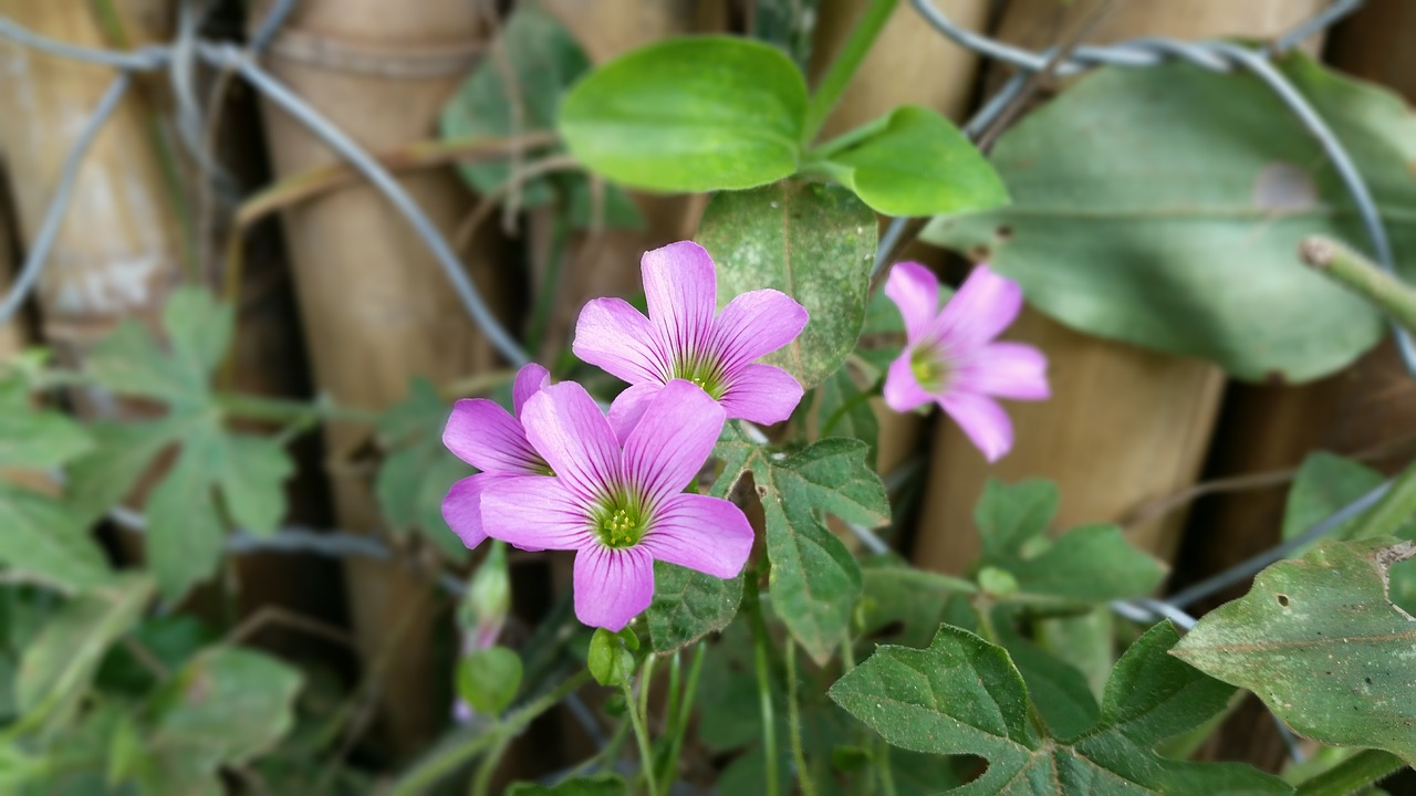 Gėlė, Violetinė, Alyva, Sodas, Gėlės, Gamta, Purpurinė Gėlė, Augalas, Pavasaris, Spalvingos Gėlės