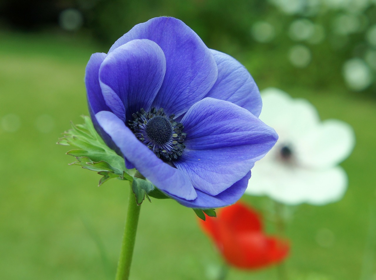 Gėlė, Anemonis, Gėlių, Augalas, Natūralus, Žiedas, Žydėti, Žiedlapis, Botanikos, Ekologiškas