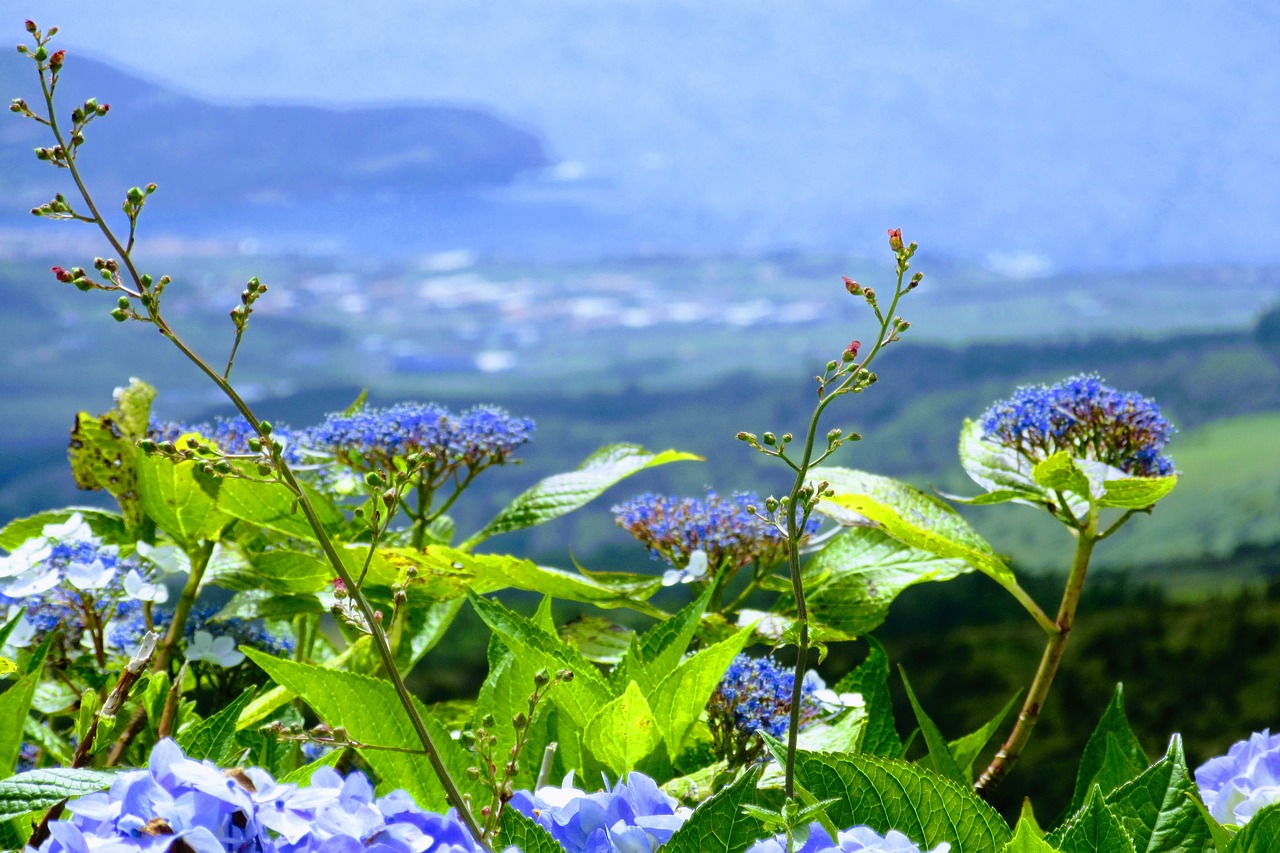 Gėlė, Dangus, Azores, Nemokamos Nuotraukos,  Nemokama Licenzija