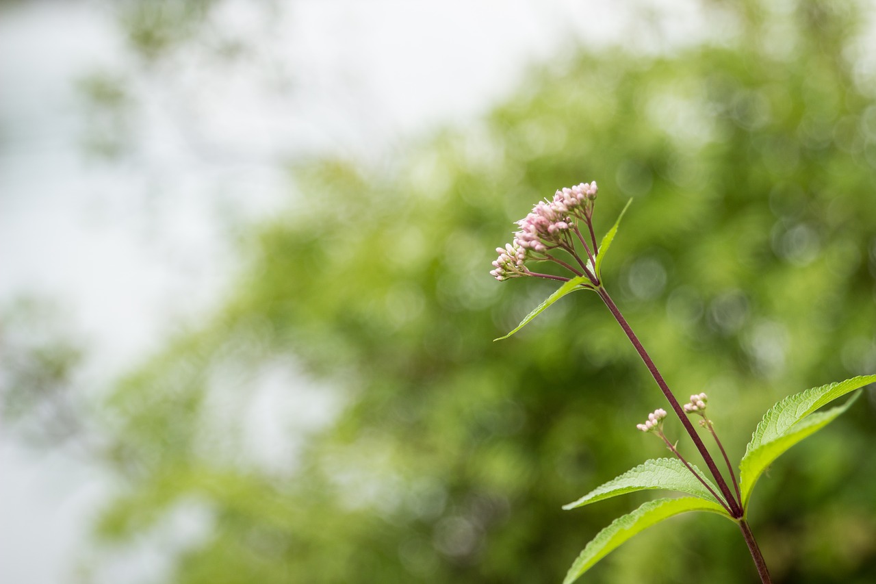 Gėlė, Bokeh, Šviesus, Pavasaris, Žydėti, Žalias, Saulės Šviesa, Natūralus, Augalas, Gėlių