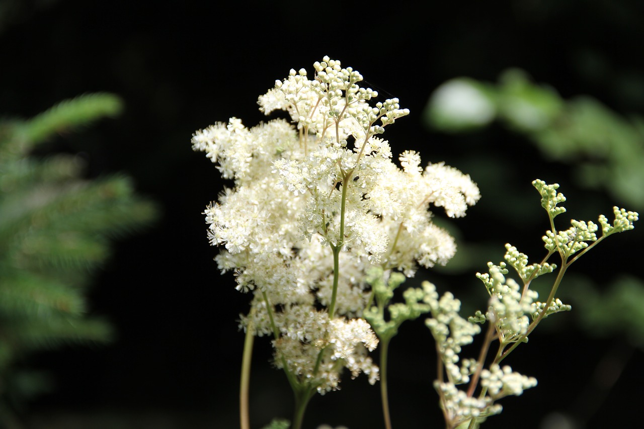 Gėlė, Balta, Vasaros Gėlė, Meadowsweet, Nemokamos Nuotraukos,  Nemokama Licenzija