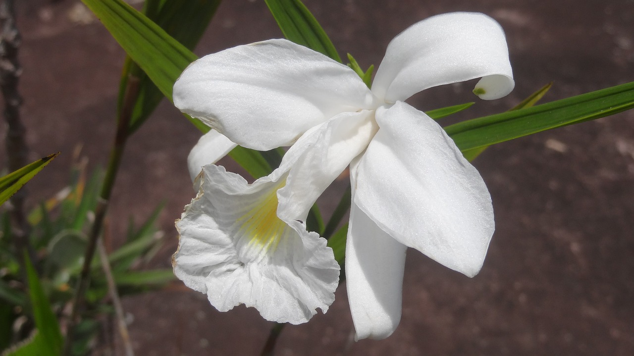 Gėlė, Orchidėjų Balta, Gėlės, Gamta, Dekoratyvinis Augalas, Orchidėja, Pavasaris, Augalas, Sodas, Balta Orchidėja