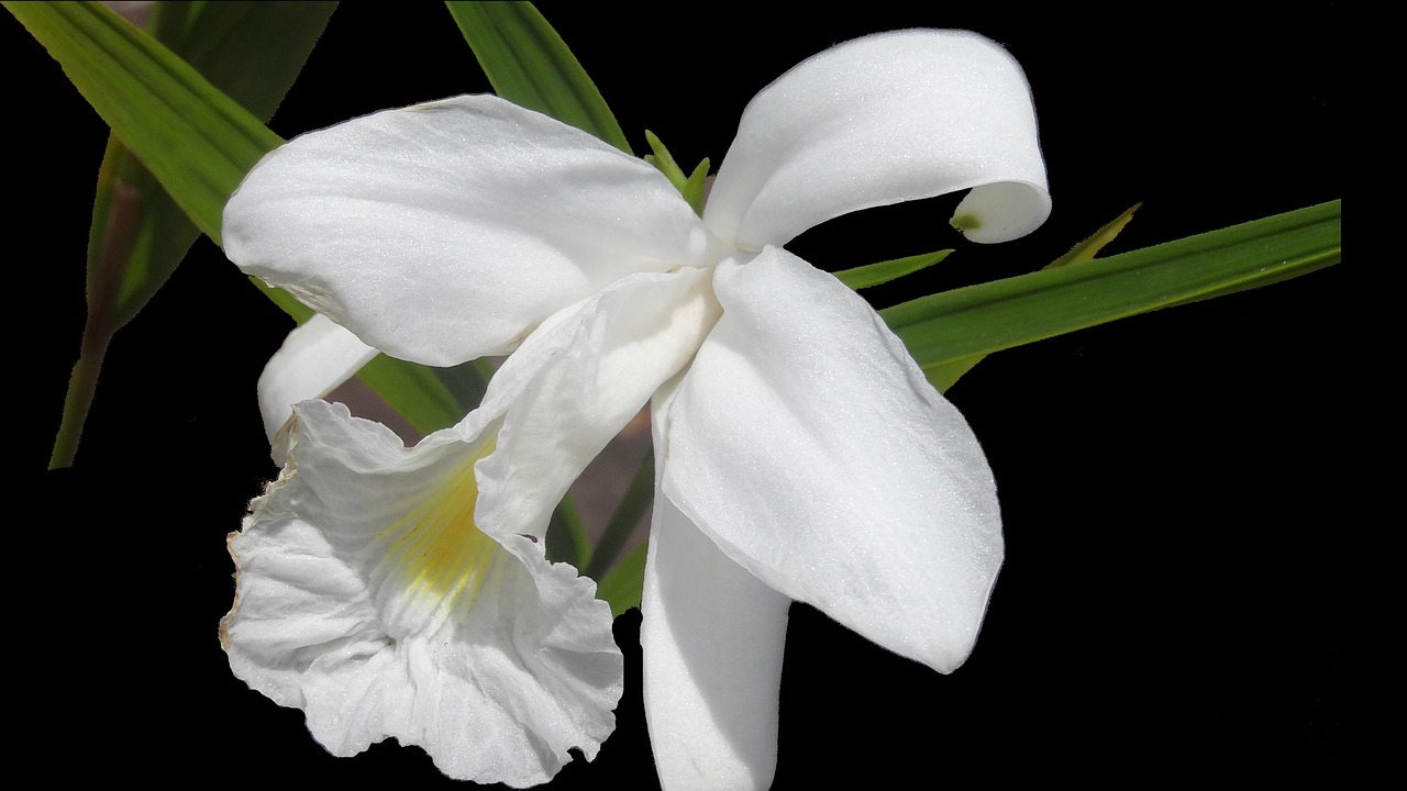 Gėlė, Balta Orchidėja, Gėlės, Sodas, Pavasaris, Augalas, Orquidea, Nemokamos Nuotraukos,  Nemokama Licenzija