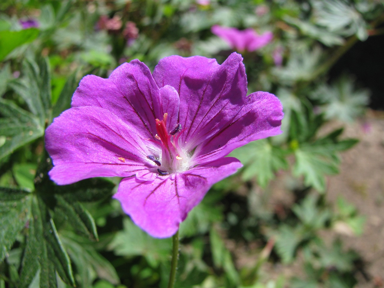 Gėlė, Makro, Violetinė, Žydėti, Gamta, Nemokamos Nuotraukos,  Nemokama Licenzija