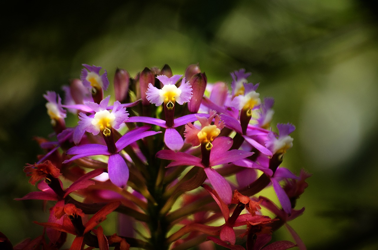 Gėlė, Flora In Machu Picchu, Flora Cusco, Nemokamos Nuotraukos,  Nemokama Licenzija