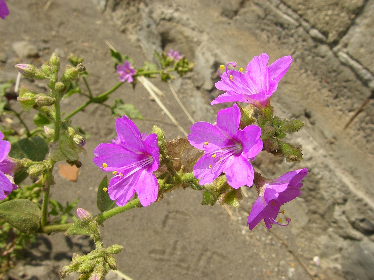 Gėlė, Laukiniai, Violetinė, Laukinė Gėlė, Gėlės, Laukinės Gėlės, Pavasaris, Augalai, Violetinė, Laukas