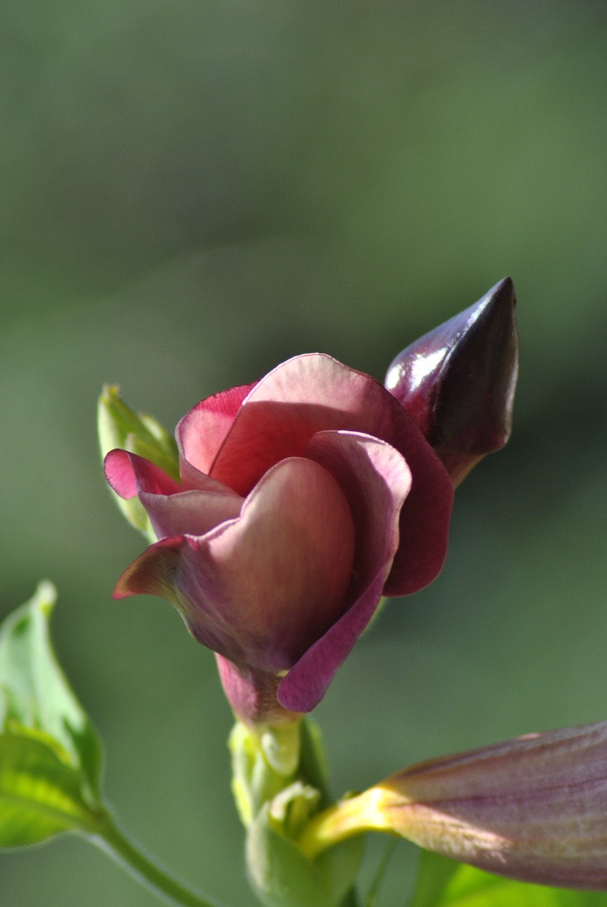 Gėlė, Flora, Gamta, Nemokamos Nuotraukos,  Nemokama Licenzija