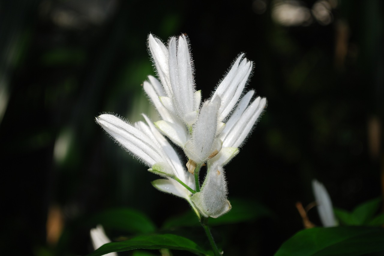 Gėlė, Wildflower, Gėlių, Augalas, Natūralus, Žiedas, Žydėti, Žiedlapis, Botanikos, Ekologiškas