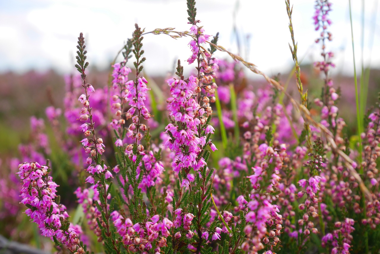 Gėlė, Skardinės, Violetinė, Gamta, Augalas, Spalva, Flora, Laukiniai, Lauke, Nemokamos Nuotraukos