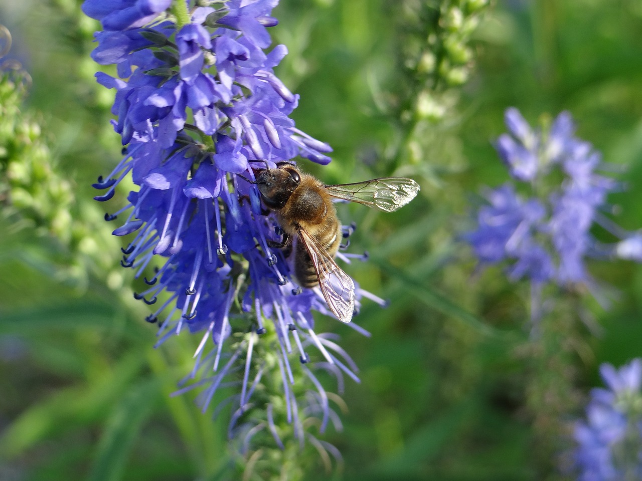 Gėlė, Mėlynas, Nuolaidų Gėlė, Žiedlapiai, Augalas, Gamta, Vabzdys, Fauna, Flora, Žalias