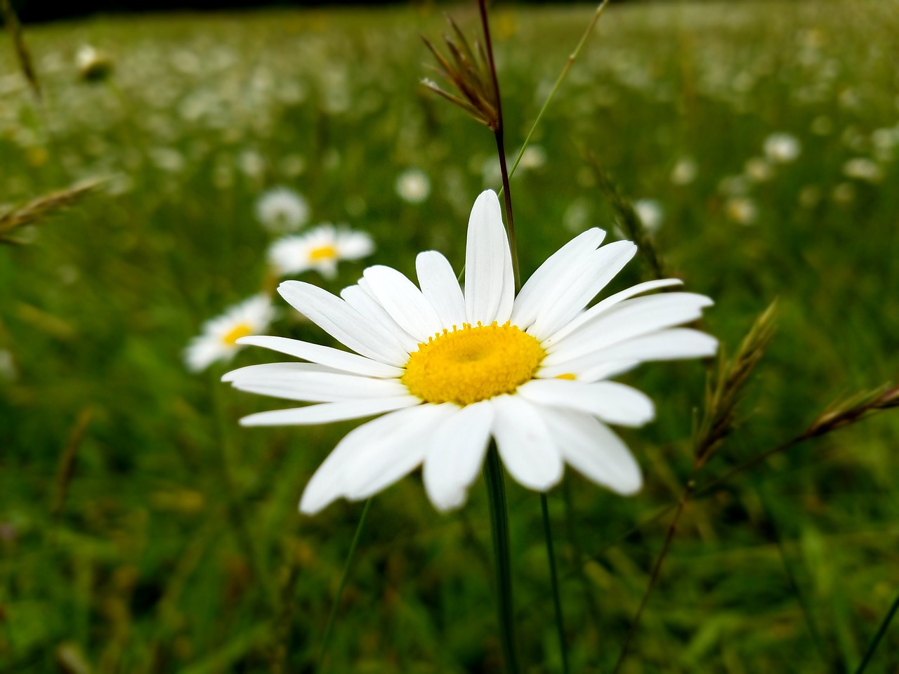 Gėlė, Daisy, Gamta, Laukiniai, Vasara, Pieva, Balta, Natūralus, Žiedas, Gėlių