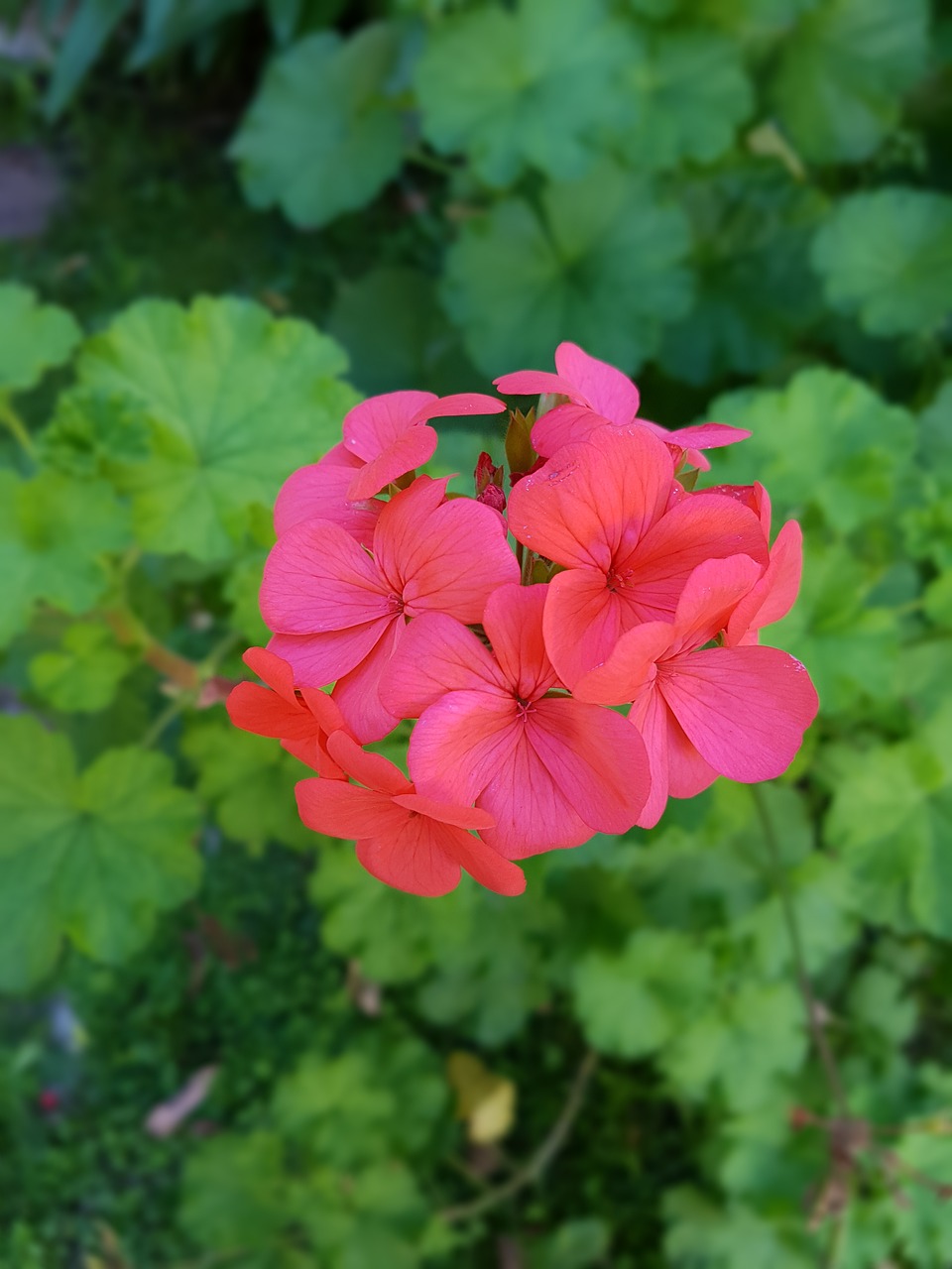 Gėlė, Makro, Rožinė Gėlė, Gėlės, Pistillos, Makrofotografija, Raudona, Augalai, Žiedlapiai, Rožinės Žiedlapių