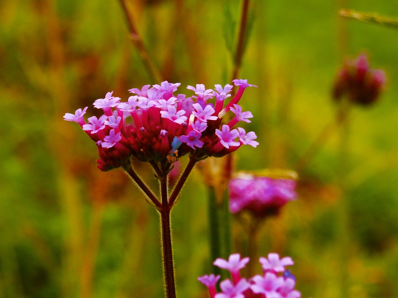 Gėlė, Violetinė, Mažas, Fonas, Gamta, Purpurinės Gėlės, Gėlių, Augalas, Žiedas, Žiedlapiai