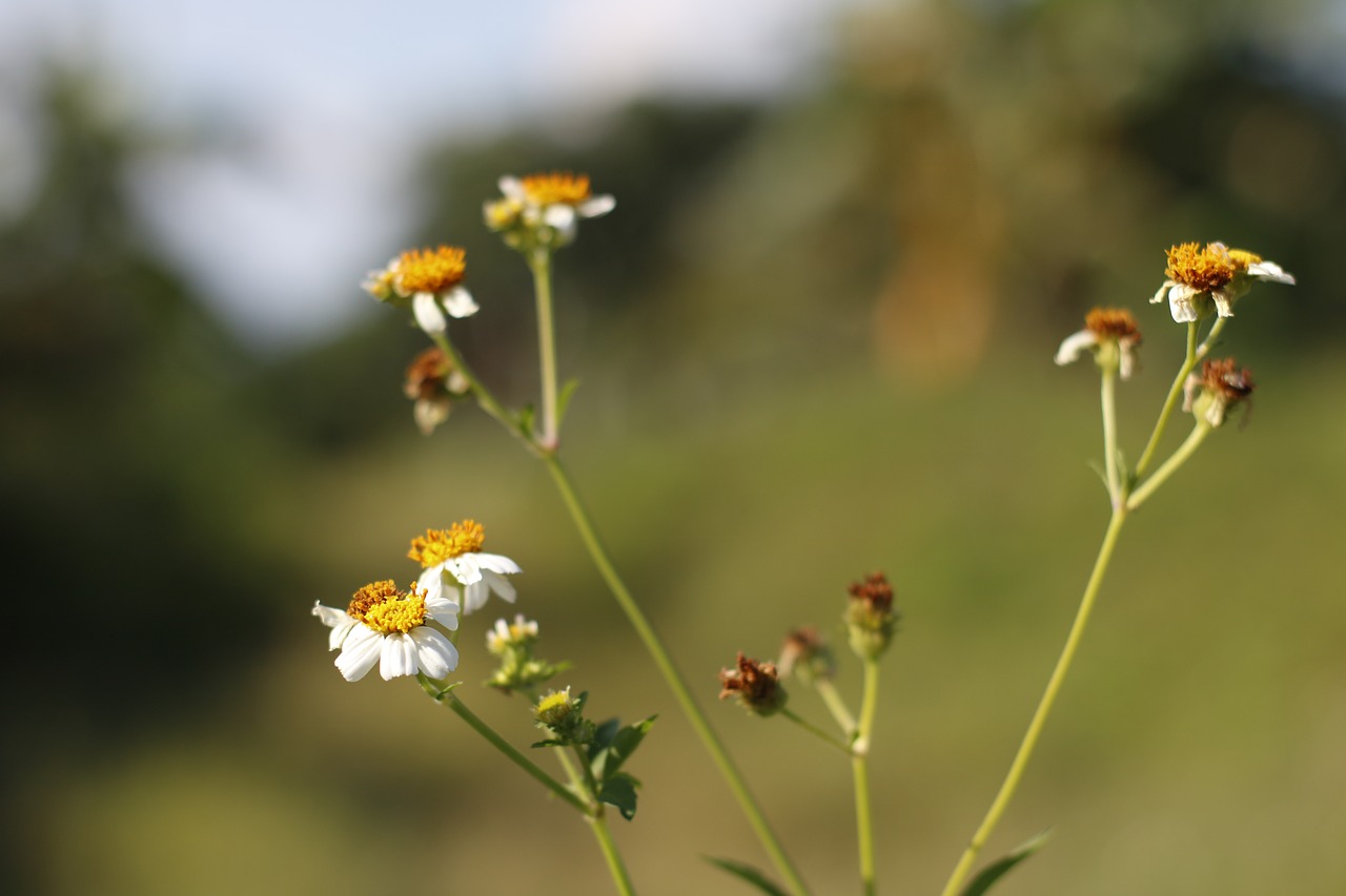 Gėlė, Fotografija, Gamta, Nemokamos Nuotraukos,  Nemokama Licenzija