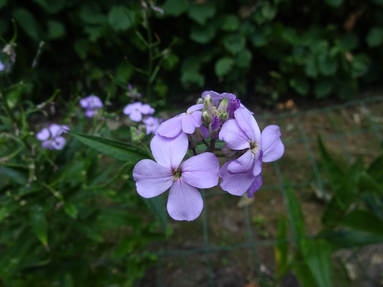 Gėlė, Gėlės, Violetinė, Nemokamos Nuotraukos,  Nemokama Licenzija