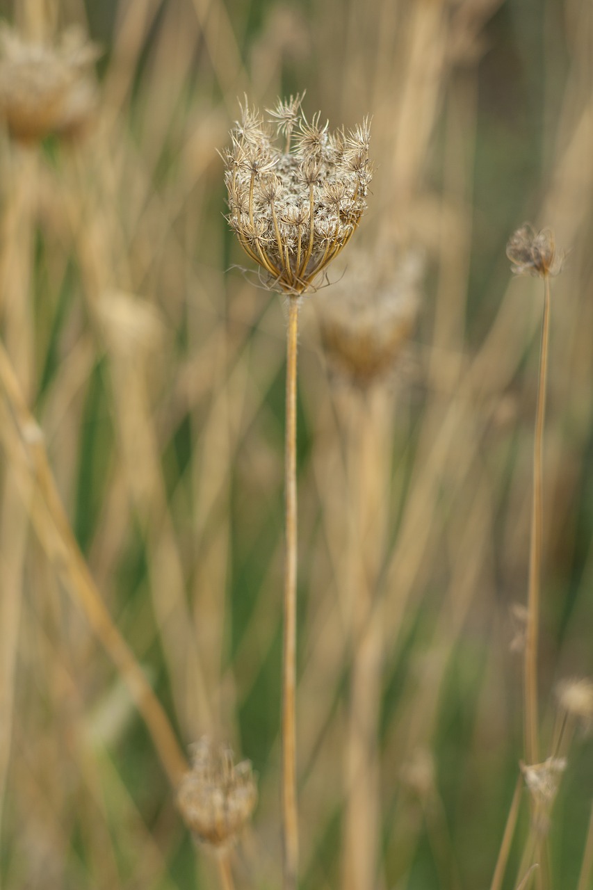 Gėlė, Gamta, Makro, Rudens Gėlės, Pavasario Gėlės, Pavasaris, Augalas, Gėlės, Ruduo, Uždaryti