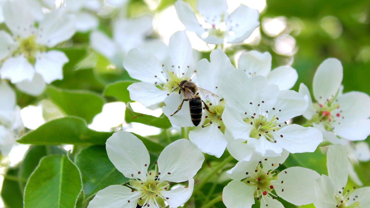 Gėlė, Bičių, Žydėti, Skraidantis Vabzdys, Vasara, Nemokamos Nuotraukos,  Nemokama Licenzija