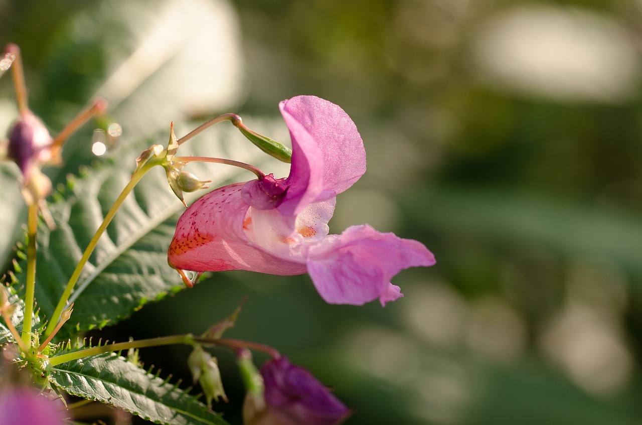 Gėlė, Violetinė, Gamta, Ruduo, Nemokamos Nuotraukos,  Nemokama Licenzija