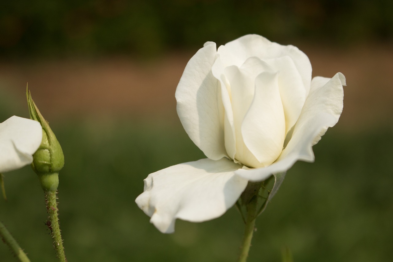 Gėlė, Balta Rožė, Gamta, Šviežias, Nemokamos Nuotraukos,  Nemokama Licenzija