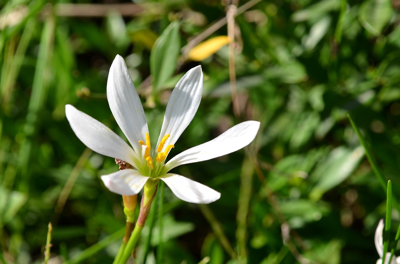 Gėlė, Orchidėja, Baltos Gėlės, Balta Gėlė, Nemokamos Nuotraukos,  Nemokama Licenzija