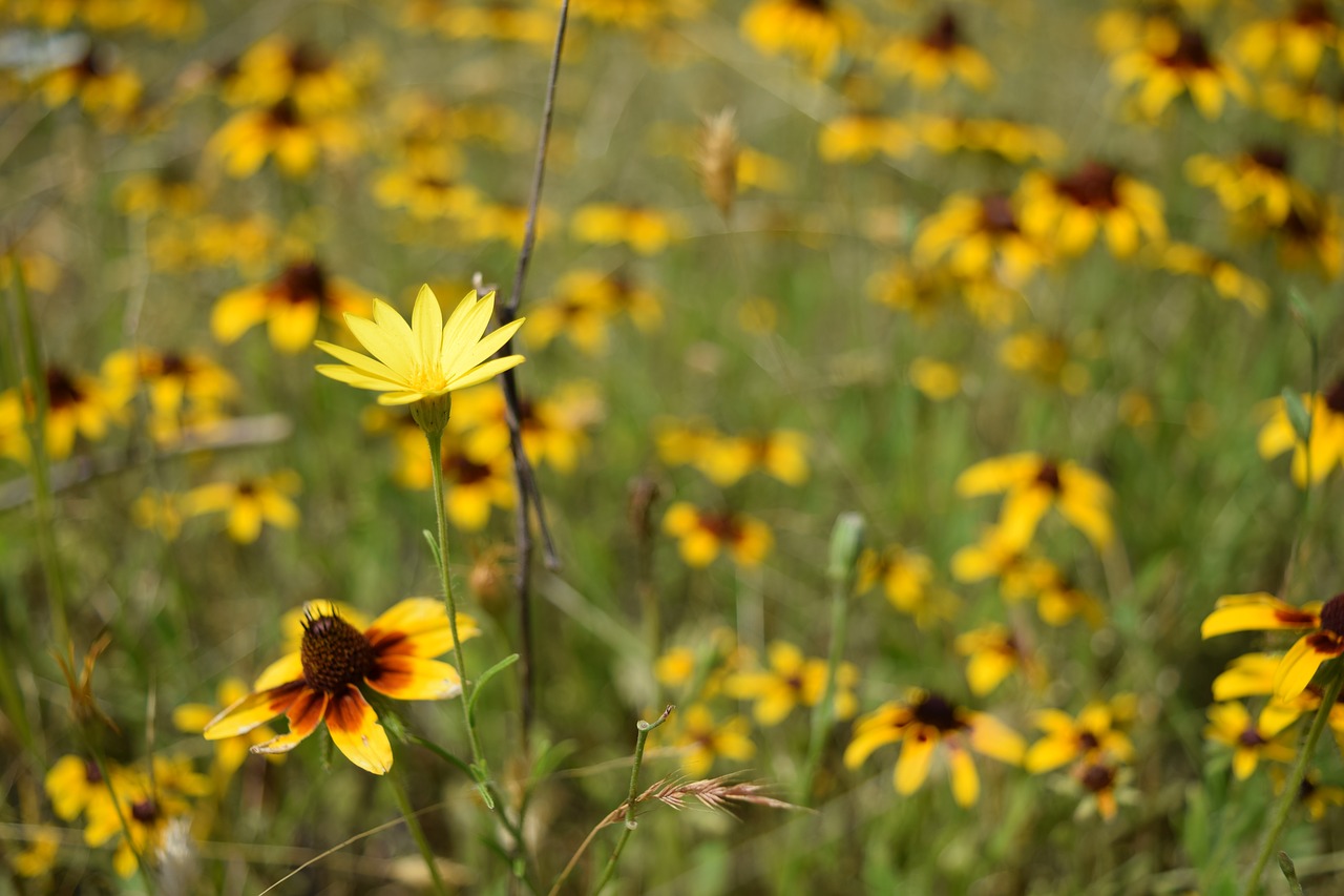 Gėlė, Texas, Laukas, Pavasaris, Pieva, Laukiniai, Žiedas, Wildflower, Lauke, Ganykla