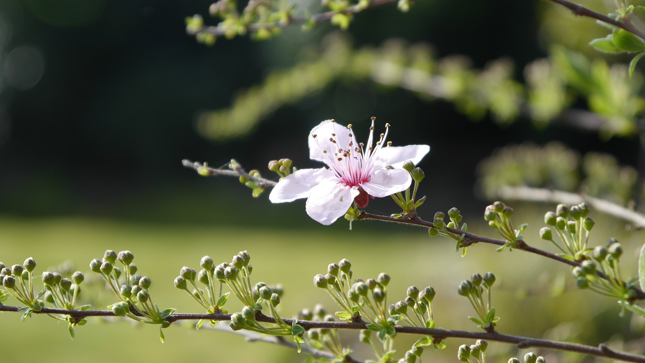 Žiedas, Žydėti, Kraujo Slyva, Rožinis, Pavasaris, Žydėti, Gėlės, Medis, Prunus Cerasifera, Nemokamos Nuotraukos