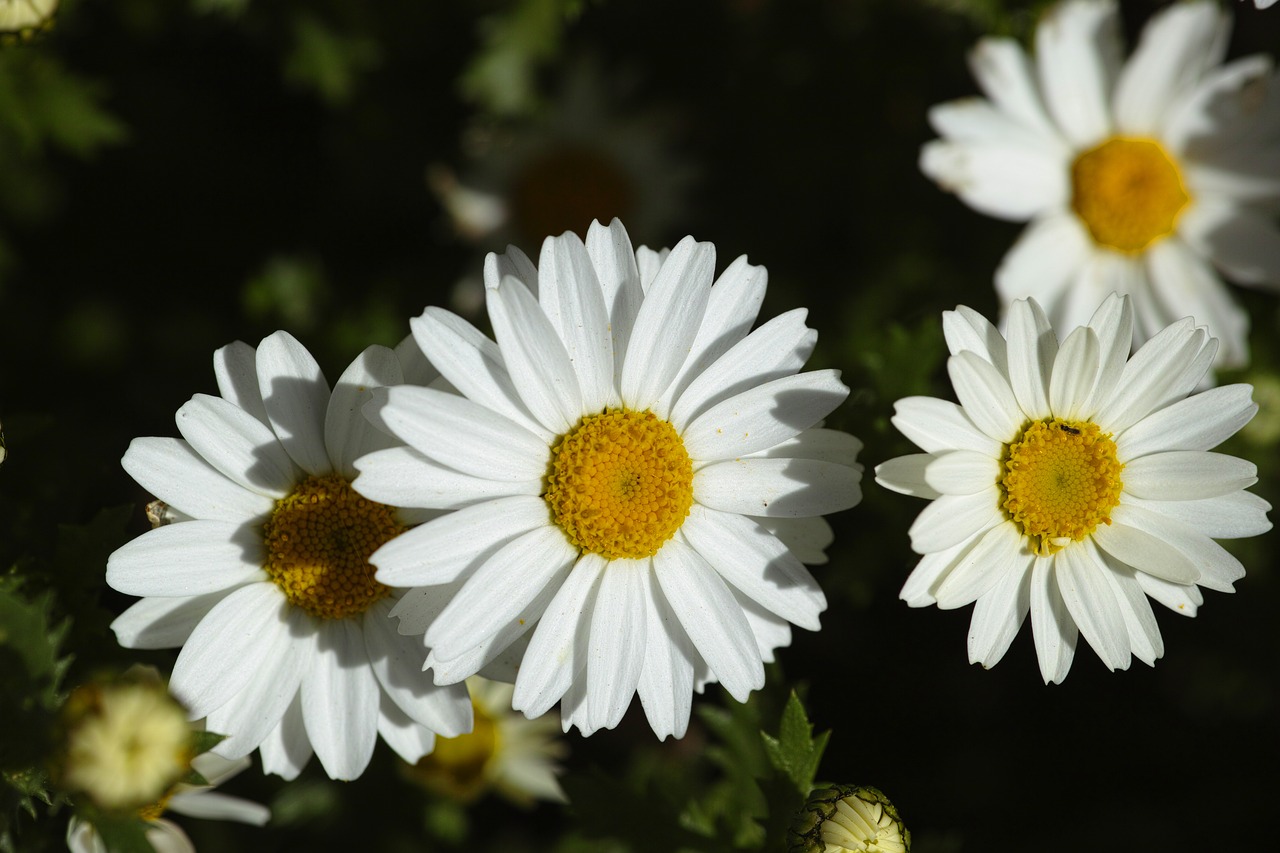 Gėlė, Gamta, Daisy, Makro, Sodas, Balta, Geltona, Taika, Geltona Gėlė, Gėlių Paveikslėlis