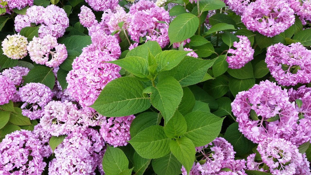 Gėlė, Flora, Gamta, Lapai, Gėlių, Sodas, Žydi, Nemokamos Nuotraukos,  Nemokama Licenzija